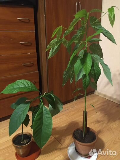 Авокадо растение