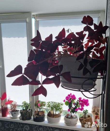 Комнатные растения