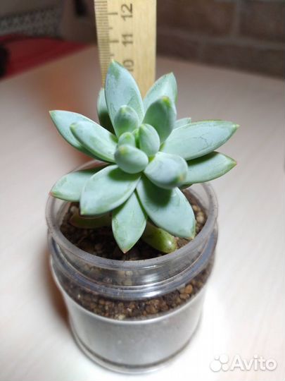 Суккуленты разные