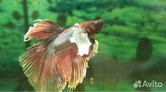 Петушок Дамбо (слоноухий)