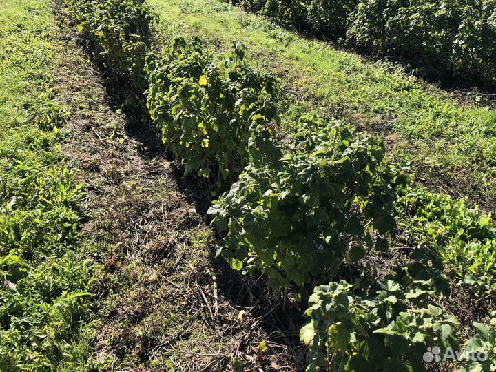 Фермерское хозяйство