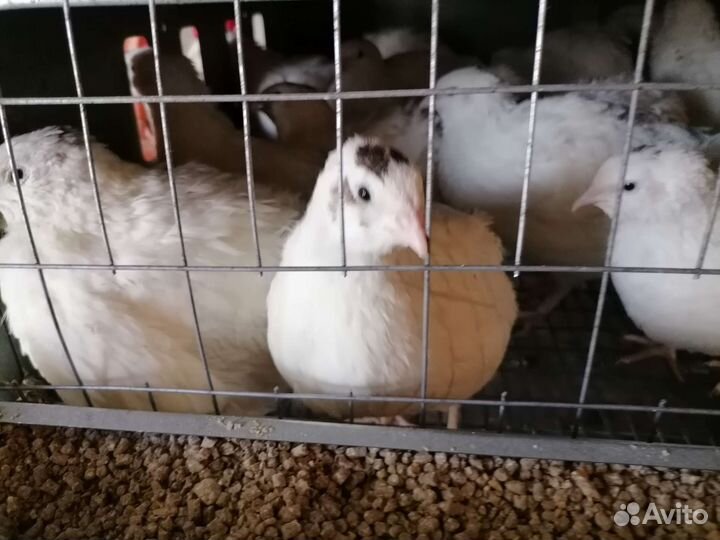 Перепела техасский гигант утяжеленный