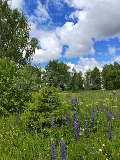 Участок 11 сот. (ИЖС)