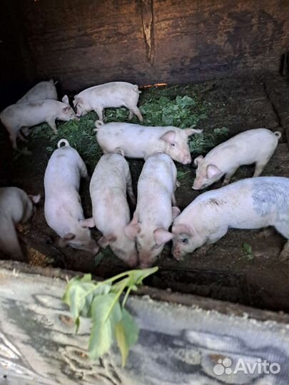 Поросята