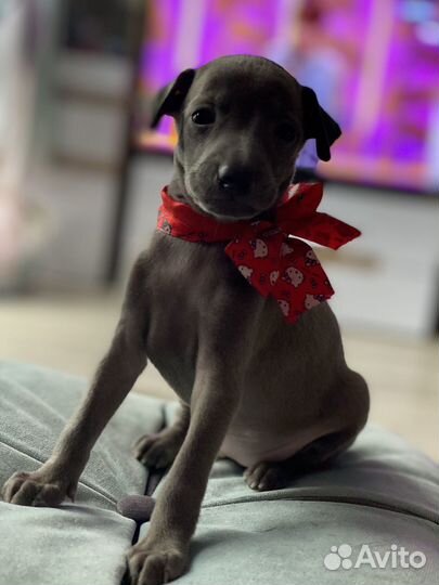 Левретка - Бриллиант вашего дома