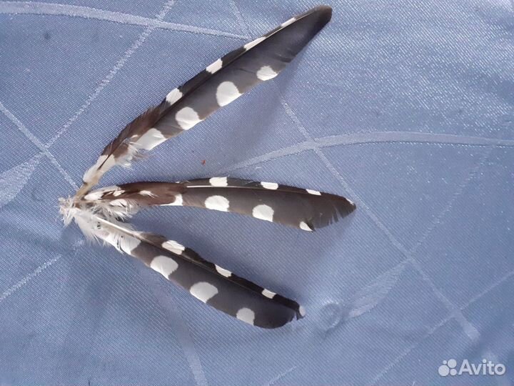 Перья дикой птицы