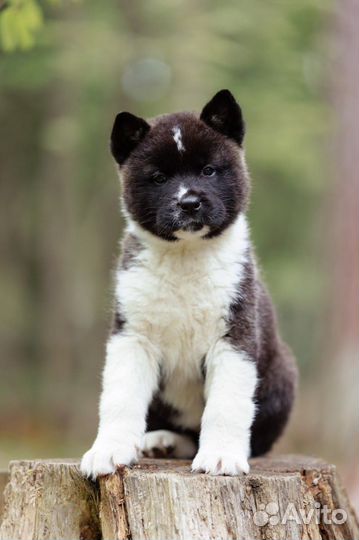 Щенки американской акиты