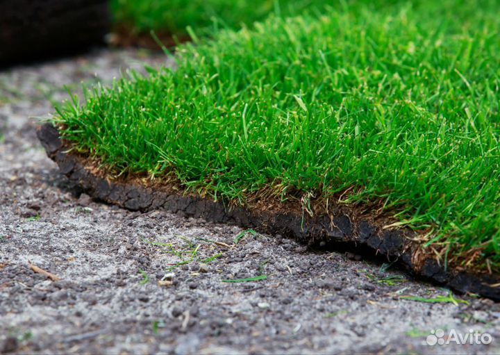Рулонный газон премиум