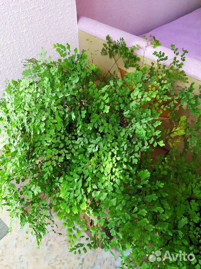 Папоротник комнатный Адиантум (Венерин волос)