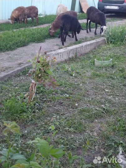 Сельскохозяйственные животные