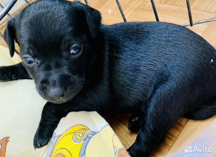 Ксолоинцкуинтли мексиканская голая собака