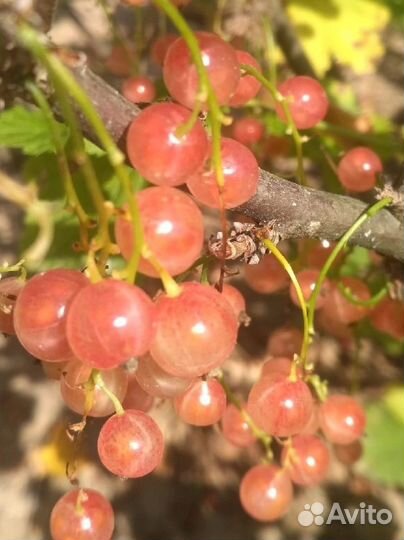 Саженцы розовой смородины