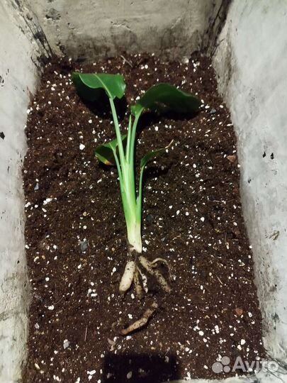 Стерлиция Регина/Николая и фикус Лирата Бамбино