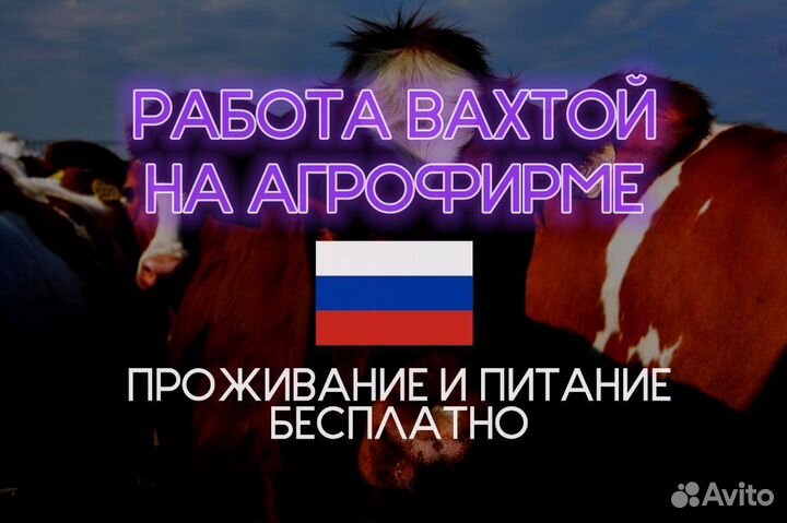 Оператор машинного доения с проживанием без опыта