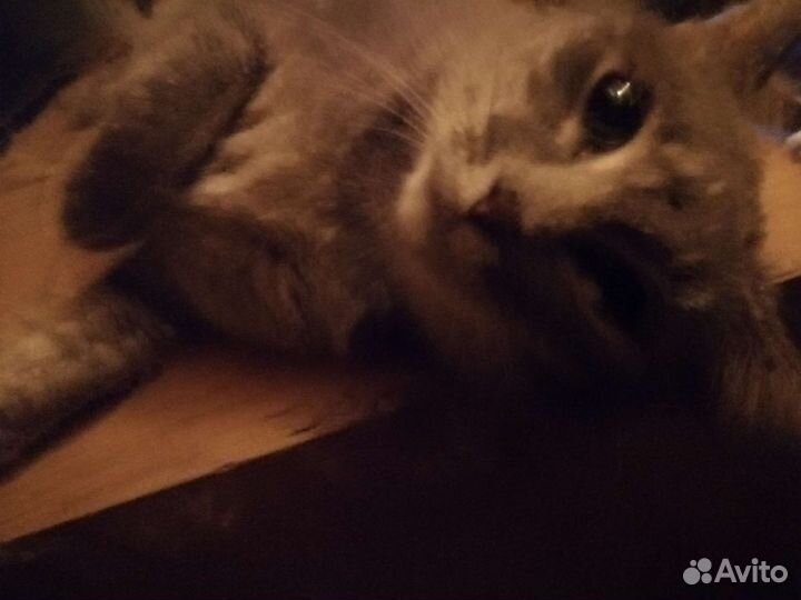 Русская голубая кошка