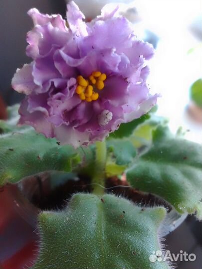 Фиалки крупноцветковые махровые сорта