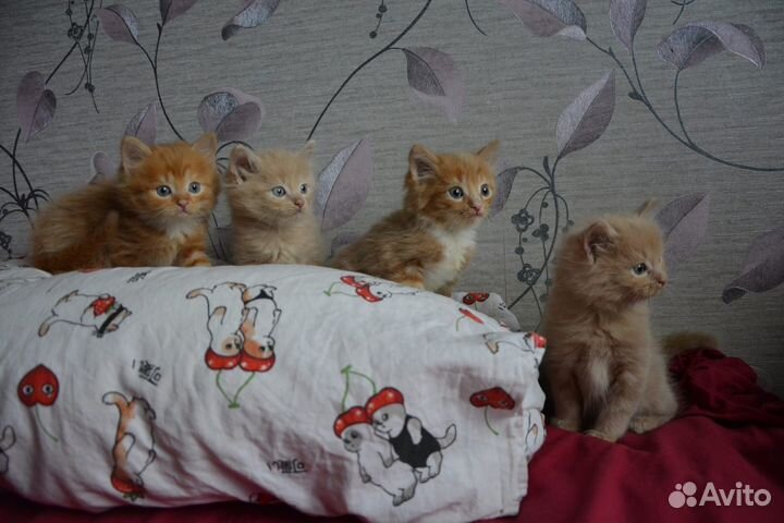 Кошка в дар бесплатно