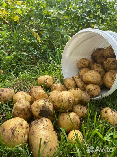 Продам картофель молодой, домашний
