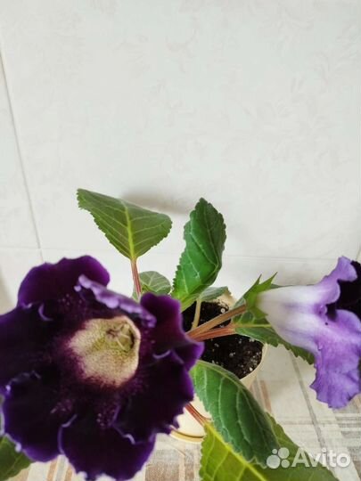 Глоксиния, традесканция