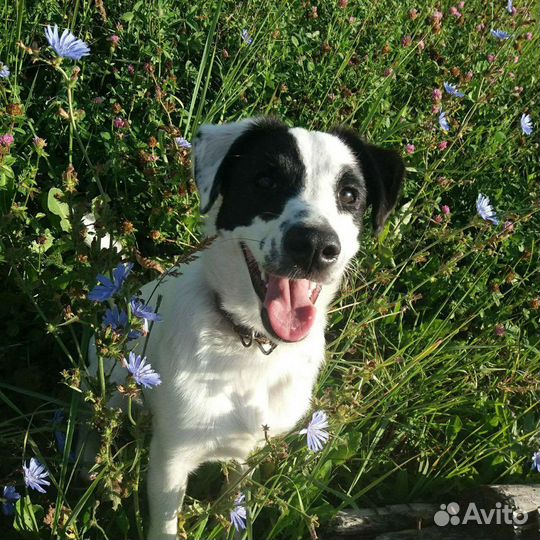 Жуля ищет дом