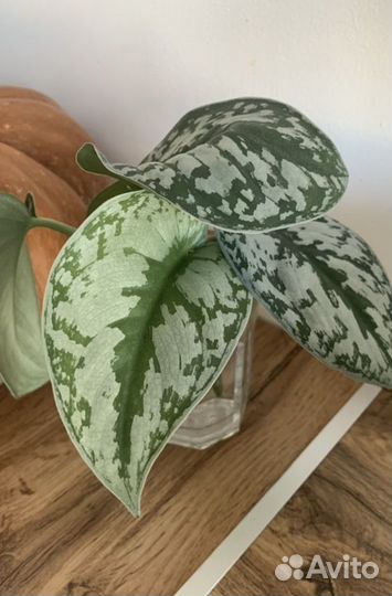 Сциндапсус пиктус треби