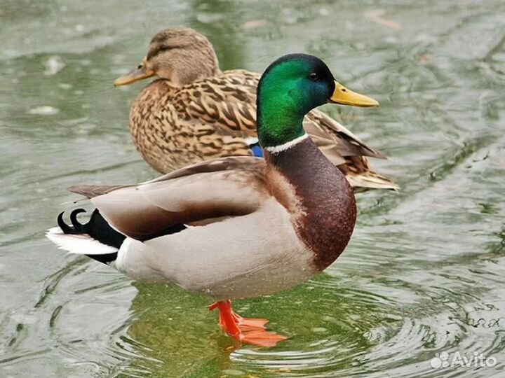 Подсадные утки