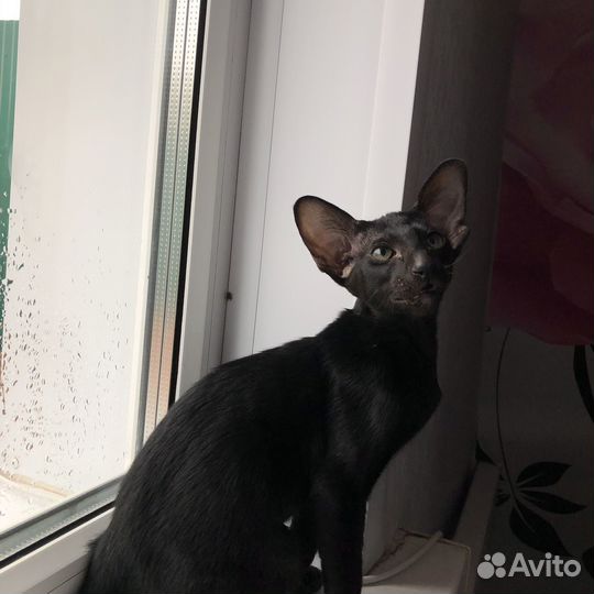 Ориентальные котята черные