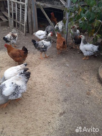 Курочки молодки