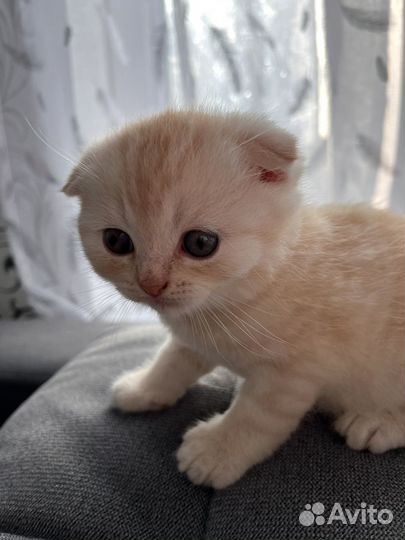 Вислоухий котенок