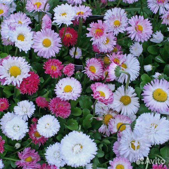 Многолетники садовые, цветы 3