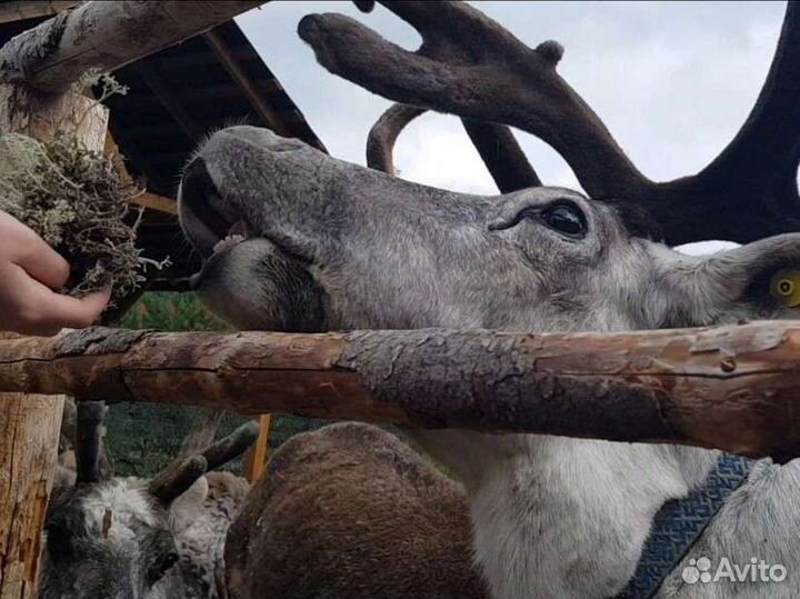 Экскурсия в Карелию. Индивидуальный тур в Рускеала