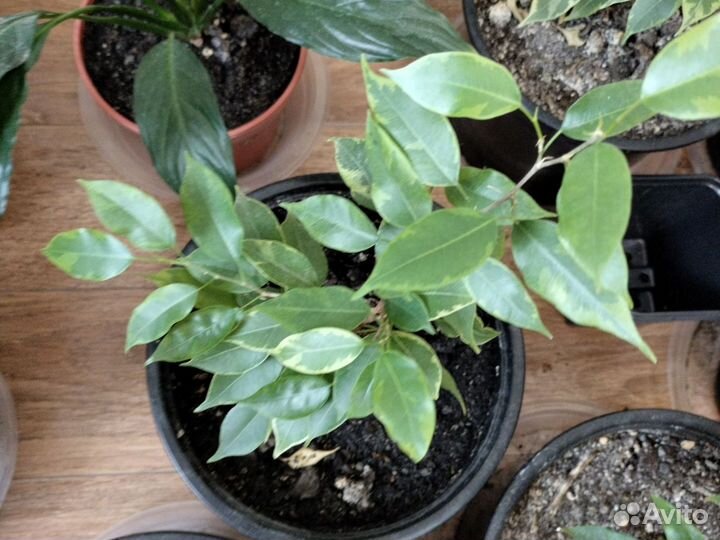 Фикус бенджамина пестролистный