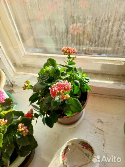 Детки цветка коланхоэ каландива