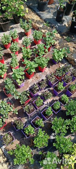 Бегония мята флокс овсянница саженцы