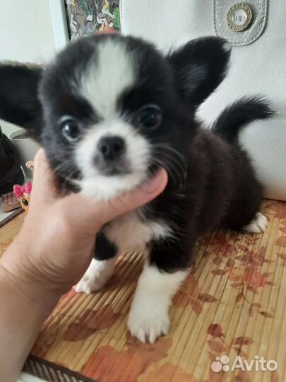 Нарядные девочка и мальчики чихуахуа