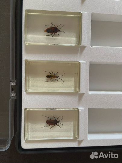 Насекомые и их знакомые