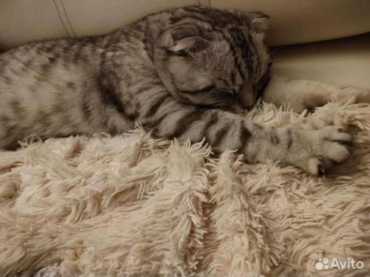 Британский кот на вязку