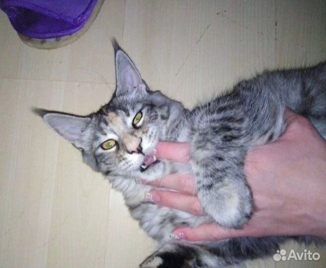 Кошки мейн-кун