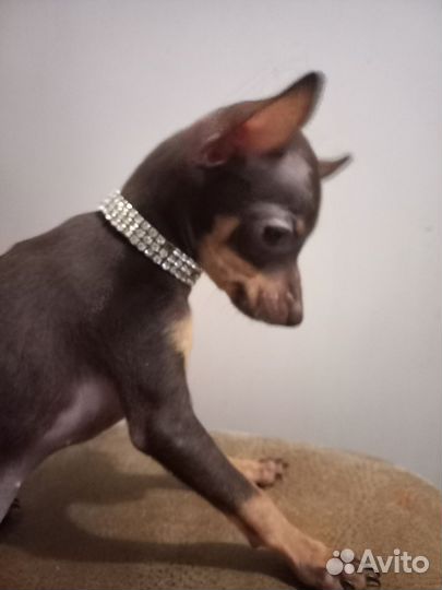 Мини той-терьер щенки