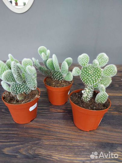 Кактус опунция мелковолосистая Албиспина