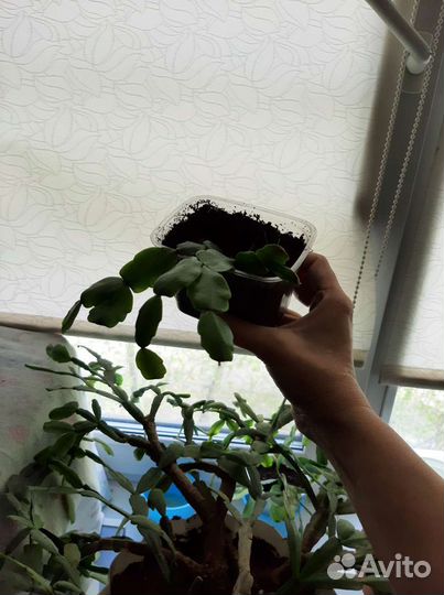 Декабрист большой и отростки