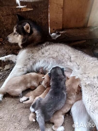 Сибирский хаски