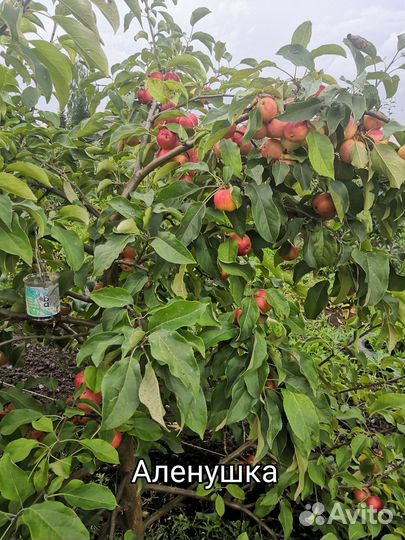 Яблоня. Саженцы