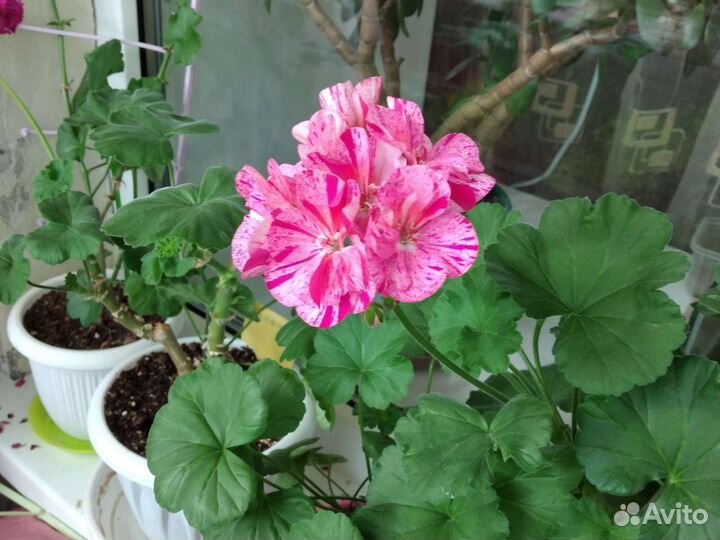 Пеларгония герань