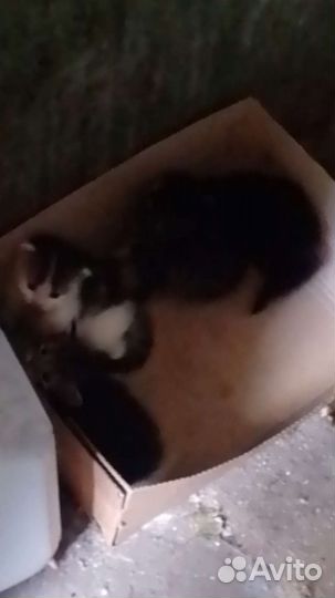 Кошки и котята