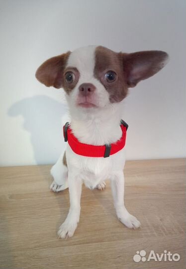 Чихуахуа девочки