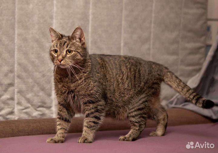 Котик в добрые руки