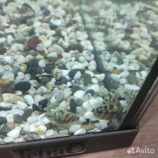 Чернополосая цихлозома