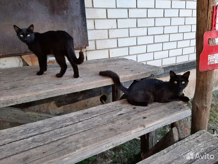 Коты бесплатно