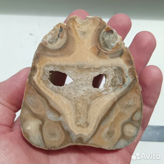 Спил фрагмента аммонита - 